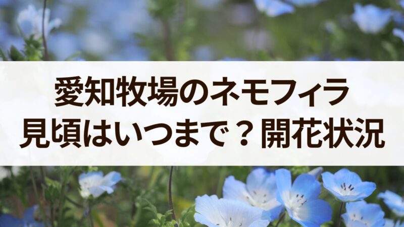 愛知牧場　ネモフィラ　いつまで　見頃　開花状況　駐車場　混雑