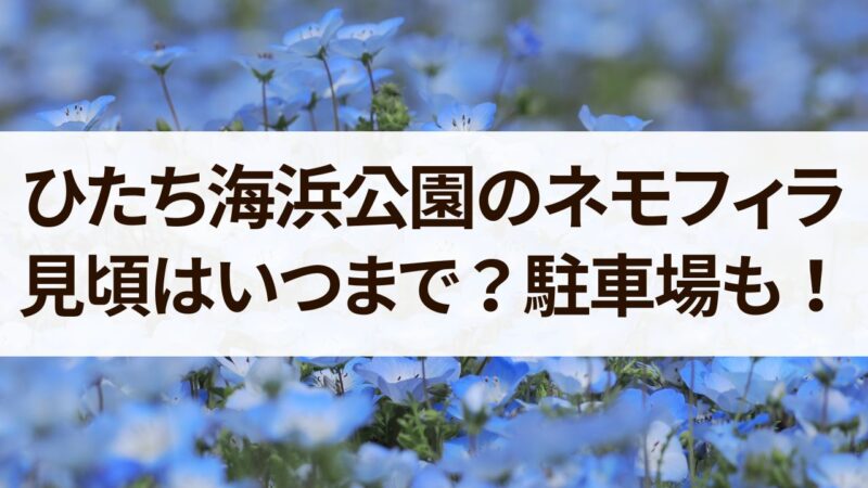 ひたち海浜公園　ネモフィラ　見頃