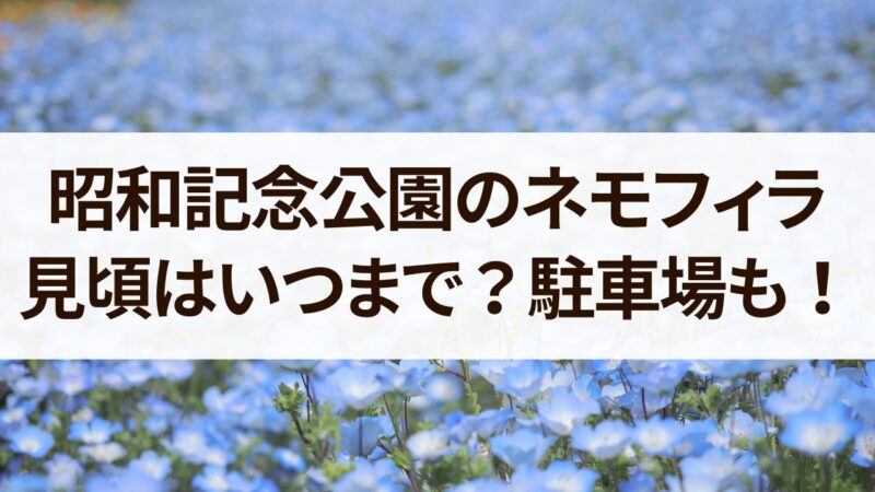 昭和記念公園　ネモフィラ　見頃　いつまで　開花状況　駐車場　混雑状況