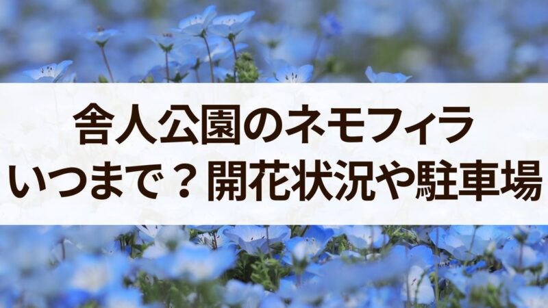 舎人公園　ネモフィラいつまで　2024　開花状況　駐車場　混雑状況