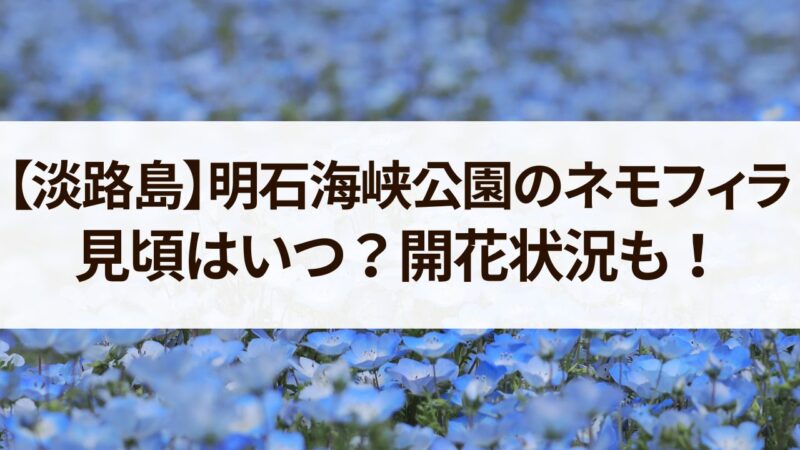 淡路島　ネモフィラ　明石海峡公園　見頃　