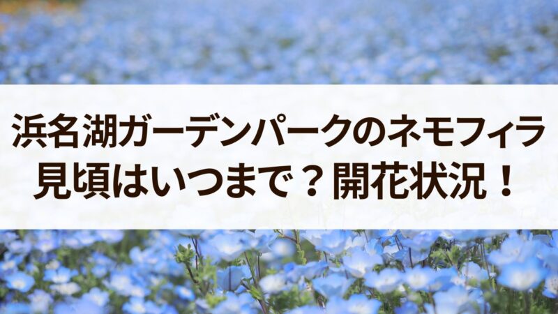 浜名湖ガーデンパーク　ネモフィラ　見頃　開花状況