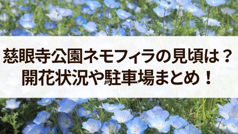 慈眼寺公園　ネモフィラ　見頃　開花状況　駐車場