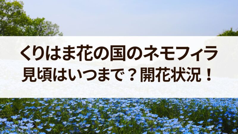 くりはま花の国　ネモフィラ　見頃