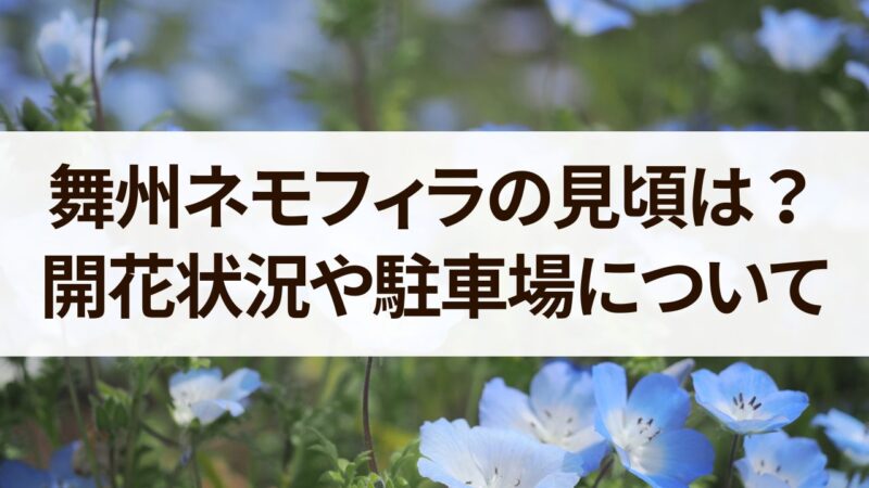 舞州ネモフィラ　見頃　開花状況　駐車場　混雑