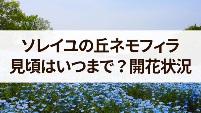 ソレイユの丘　ネモフィラ　2024　見頃　開花状況　駐車場