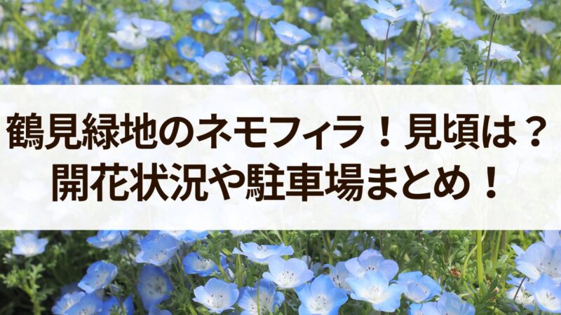 鶴見緑地　ネモフィラ　見頃　開花状況　駐車場