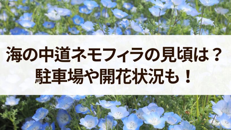 海の中道ネモフィラ　見頃　駐車場　開花状況