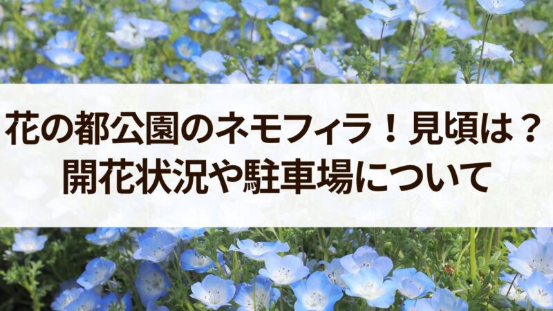 花の都公園　ネモフィラ　見頃　開花状況　駐車場