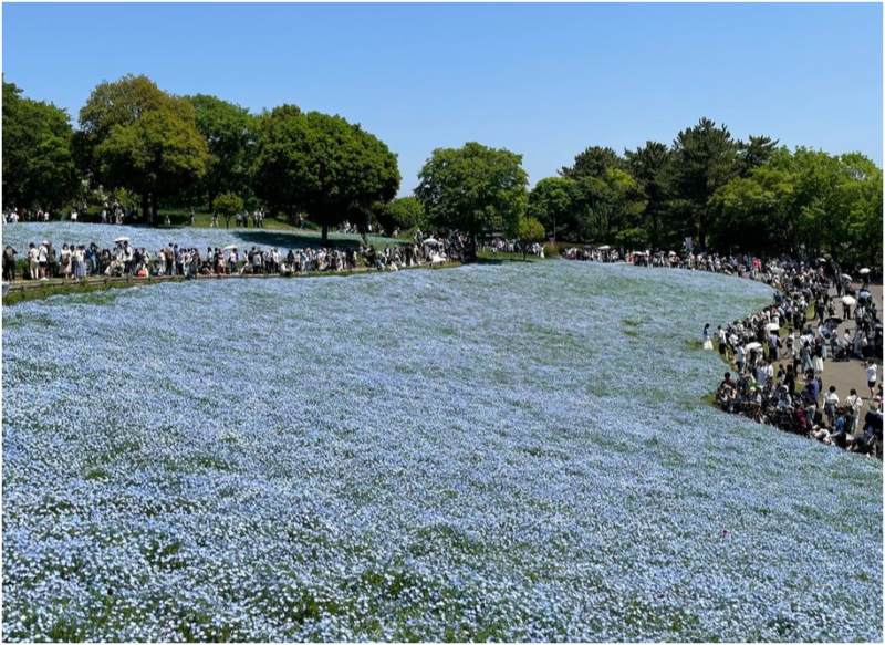 昭和記念公園　ネモフィラ　開花状況