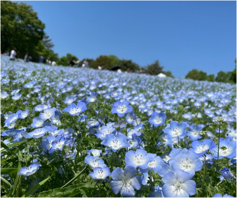 昭和記念公園　ネモフィラ　開花状況