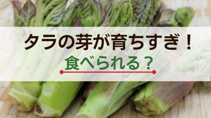 タラの芽　育ちすぎ　天ぷら　レシピ